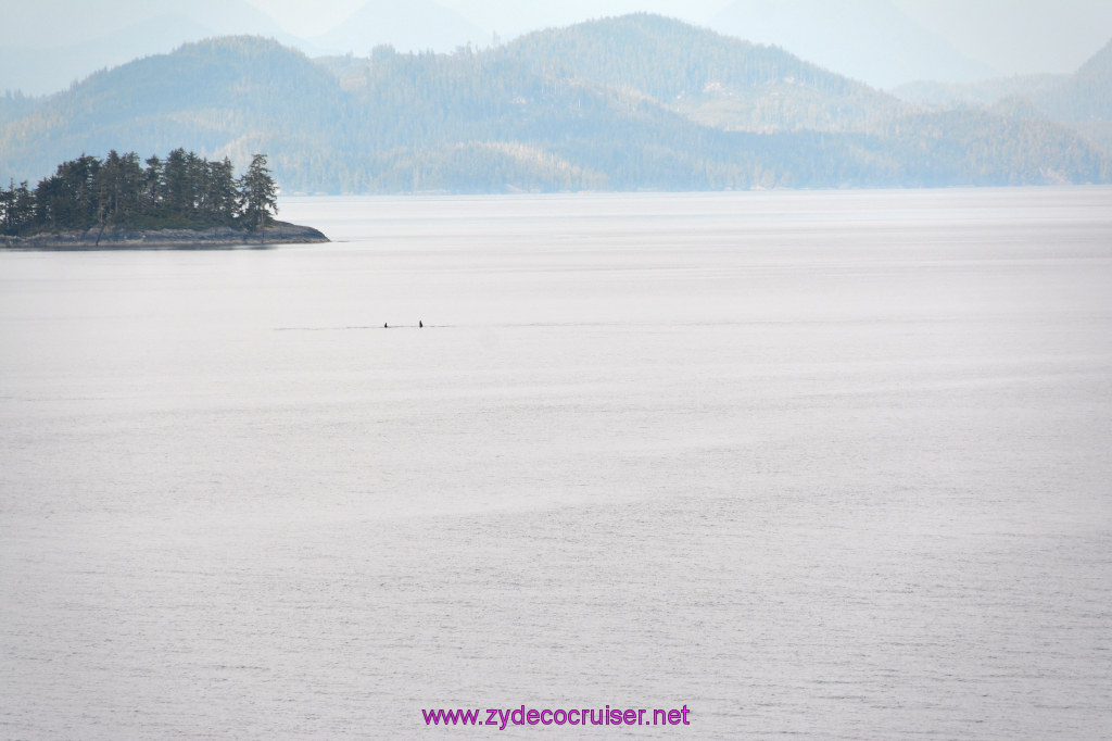034: Carnival Miracle Alaska Cruise, Sea Day 2, Orcas in the distance, 