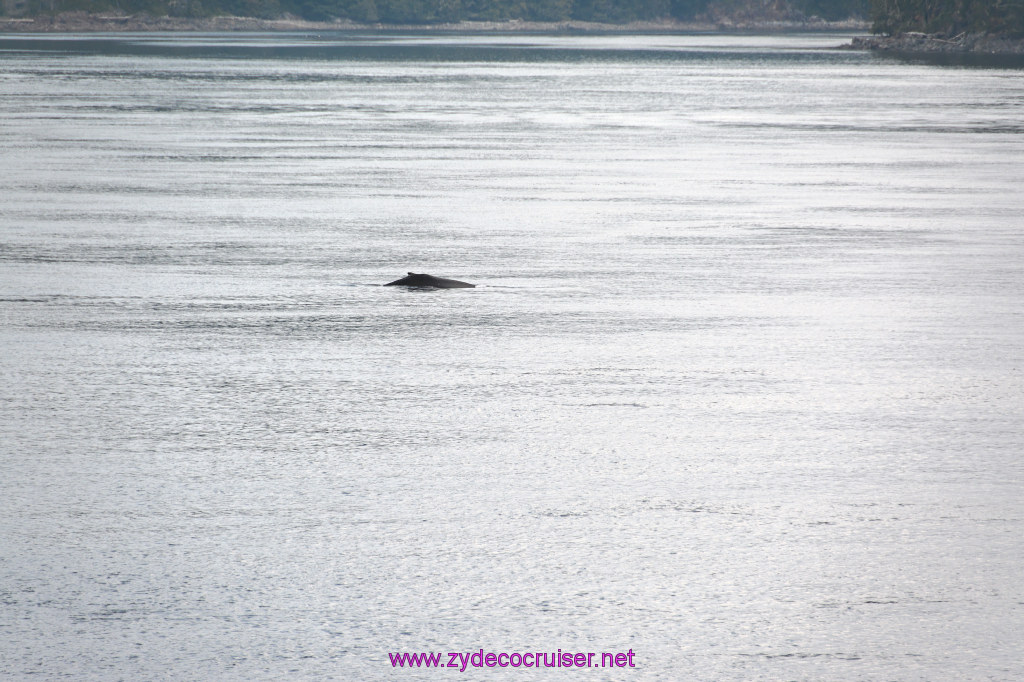 050: Carnival Miracle Alaska Cruise, Sea Day 2, Humpback Whale, 