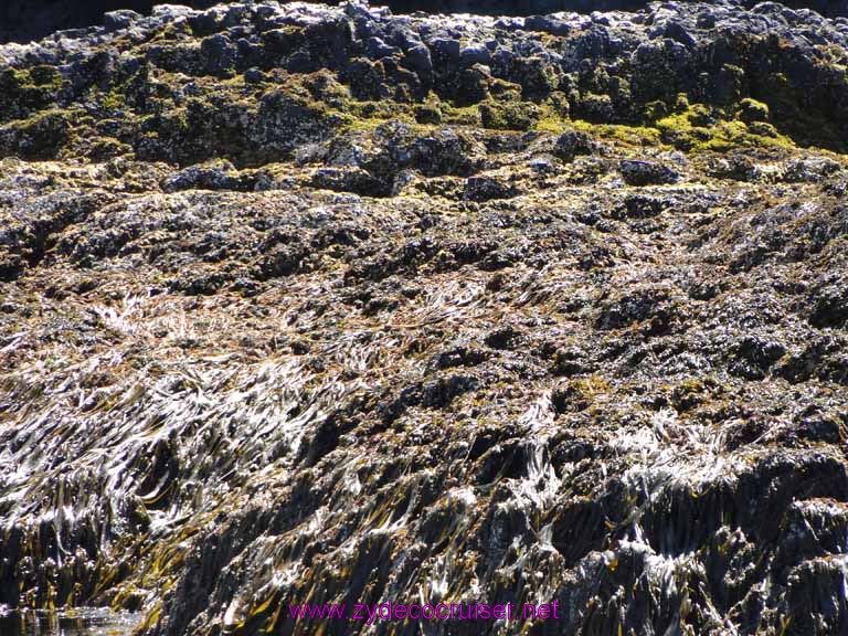 199: Sitka - Captain's Choice Wildlife Quest and Beach Exploration