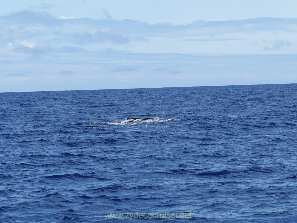 Carnival Venezia Transatlantic Cruise, Ponta Delgada, Moby Dick Whale and Dolphin Watching Tour, Sperm Whale