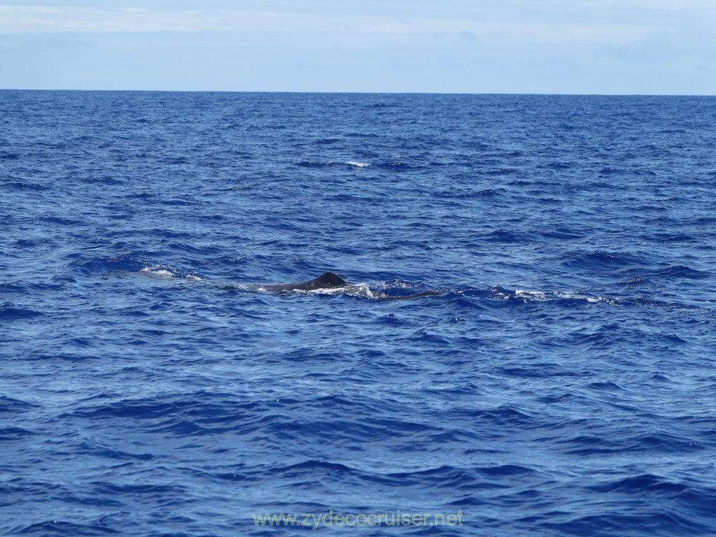 Carnival Venezia Transatlantic Cruise, Ponta Delgada, Moby Dick Whale and Dolphin Watching Tour, Sperm Whale