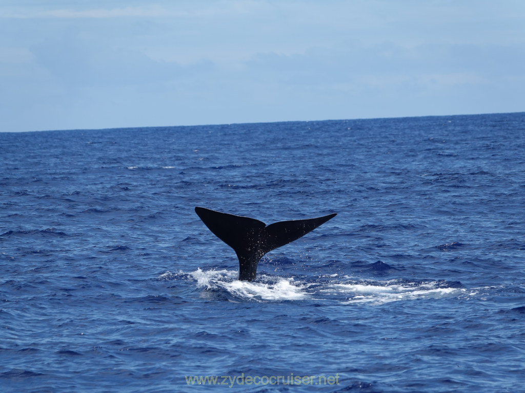 374: Carnival Venezia Transatlantic Cruise, Ponta Delgada, Moby Dick Whale and Dolphin Watching Tour, Sperm Whale, Fluke