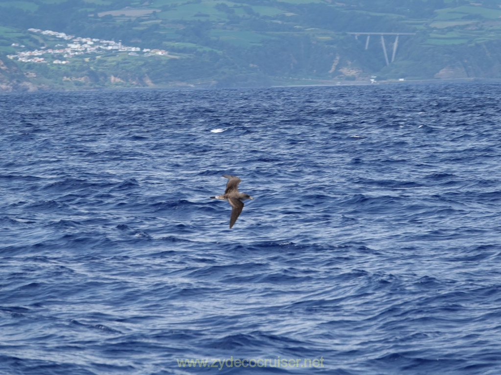 Carnival Venezia Transatlantic Cruise, Ponta Delgada, Moby Dick Whale and Dolphin Watching Tour, 