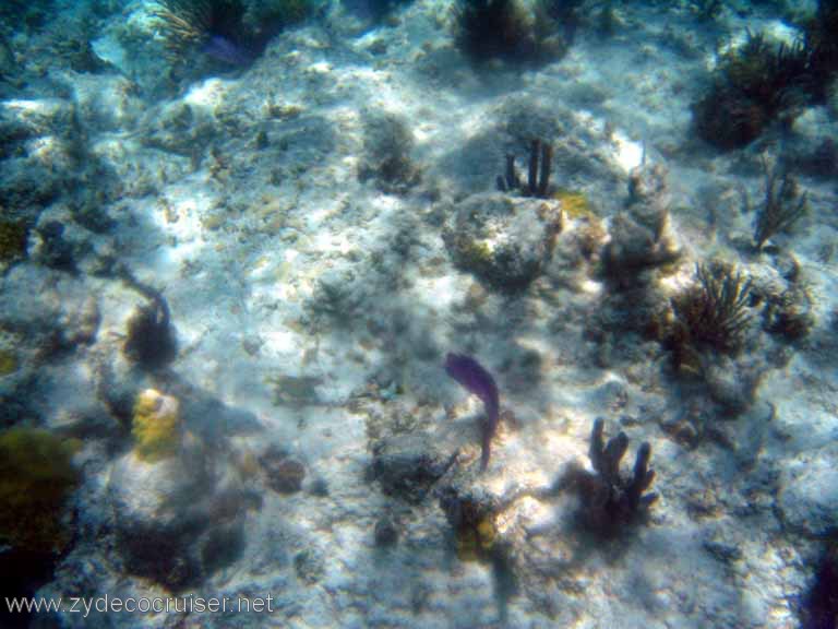 270: Sailing Yacht Arabella - British Virgin Islands - Snorkeling at Loblolly Bay