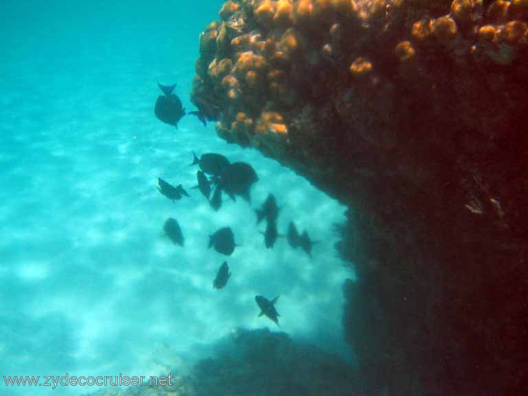 274: Sailing Yacht Arabella - British Virgin Islands - Snorkeling at Loblolly Bay