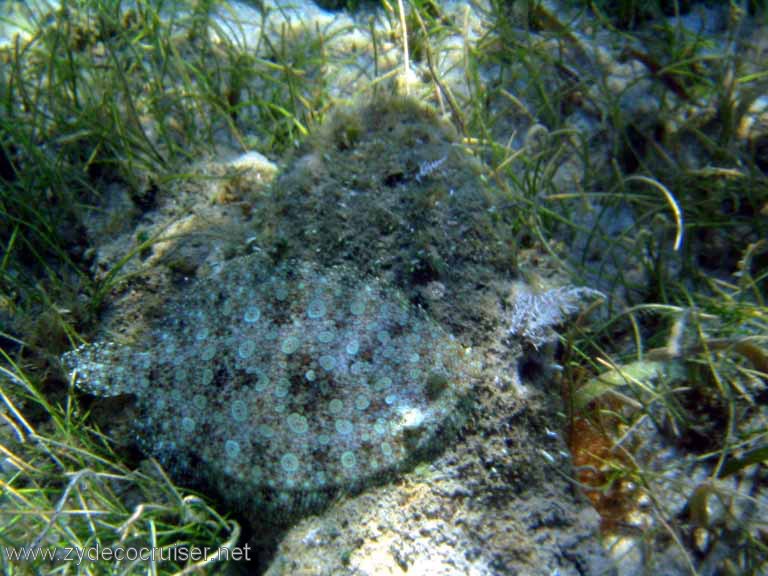 451: Sailing Yacht Arabella - British Virgin Islands - Cooper Island - Cistern Rock Snorkeling - Flounder