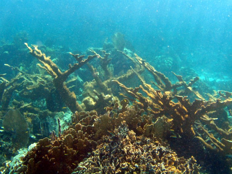 029: NCL Sun, Belize, Reef Snorkel and Banister Island, 