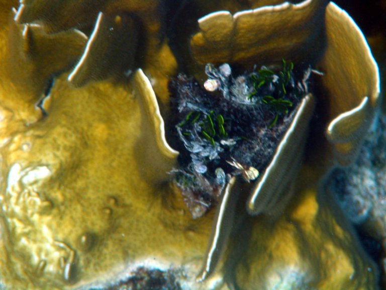 040: NCL Sun, Belize, Reef Snorkel and Banister Island, 
