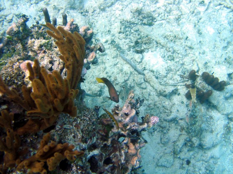 Costa Maya Tequila Beach Boat Snorkel 10