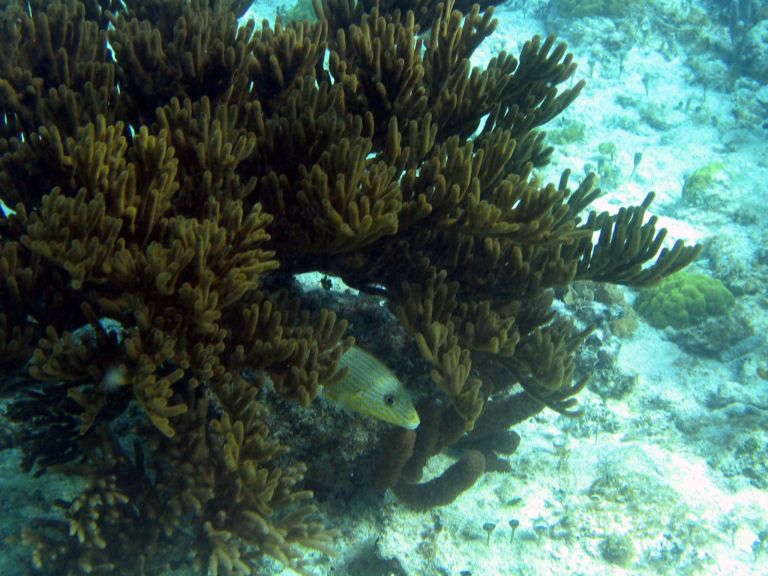 Costa Maya Tequila Beach Boat Snorkel 19