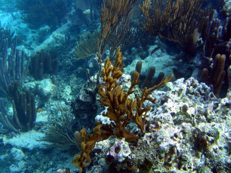 Costa Maya Tequila Beach Boat Snorkel 11
