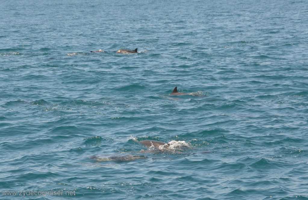 040: Island Packers, Island Wildlife Cruise, Dolphins
