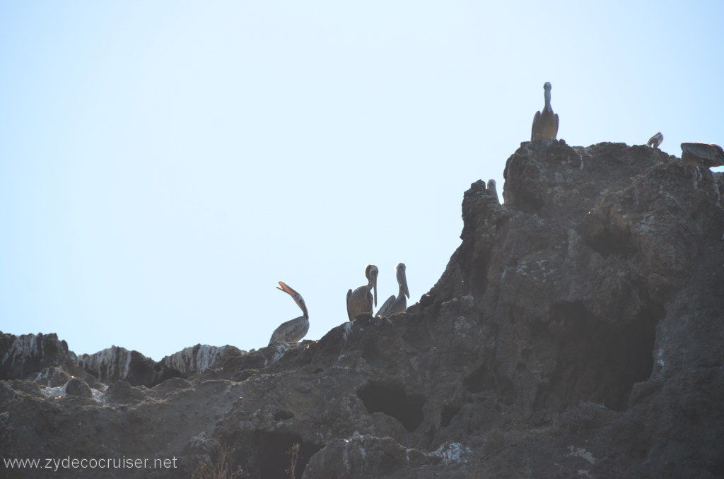 119: Island Packers, Island Wildlife Cruise, Anacapa Island, 