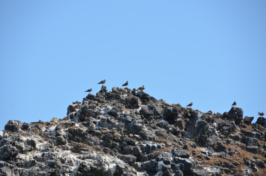 130: Island Packers, Island Wildlife Cruise, Anacapa Island, 