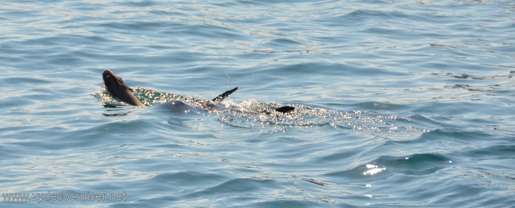 154: Island Packers, Island Wildlife Cruise, Anacapa Island, Seal
