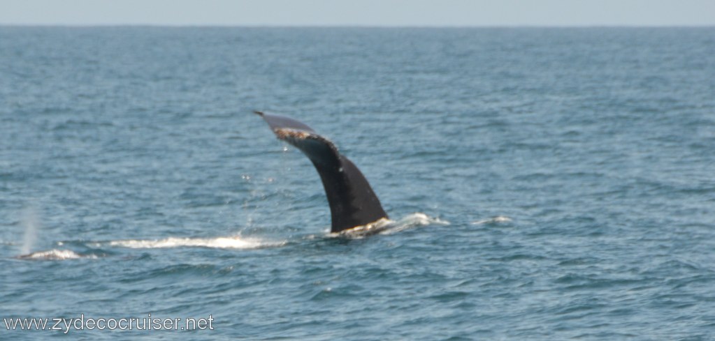 184: Island Packers, Ventura, CA, Whale Watching, Humpback Whale Fluke,