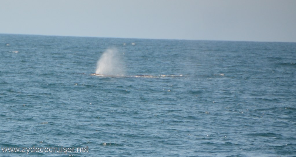 211: Island Packers, Ventura, CA, Whale Watching, Spout