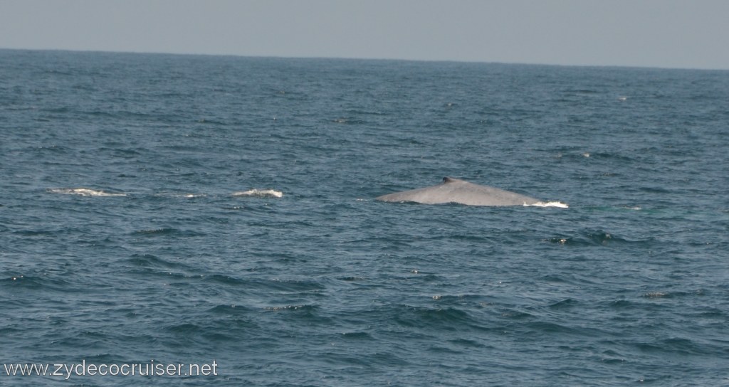 247: Island Packers, Ventura, CA, Whale Watching, Blue Whale, 