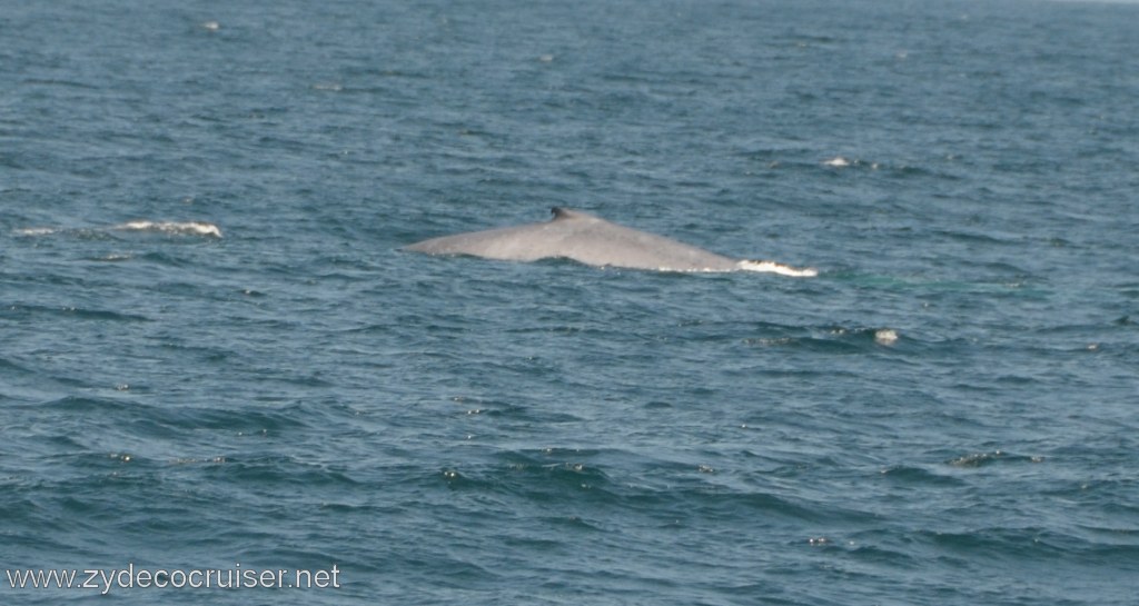 248: Island Packers, Ventura, CA, Whale Watching, Blue Whale, 