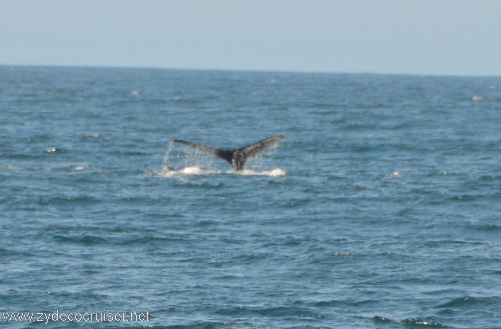 031: Island Packers, Ventura, CA, Whale Watching, Humpback Whale Fluke