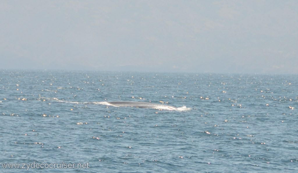 068: Island Packers, Ventura, CA, Whale Watching, Blue Whale, 