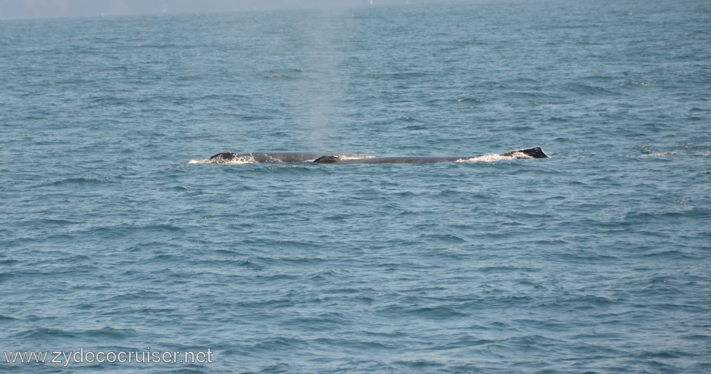 129: Island Packers, Ventura, CA, Whale Watching, Humpback whales