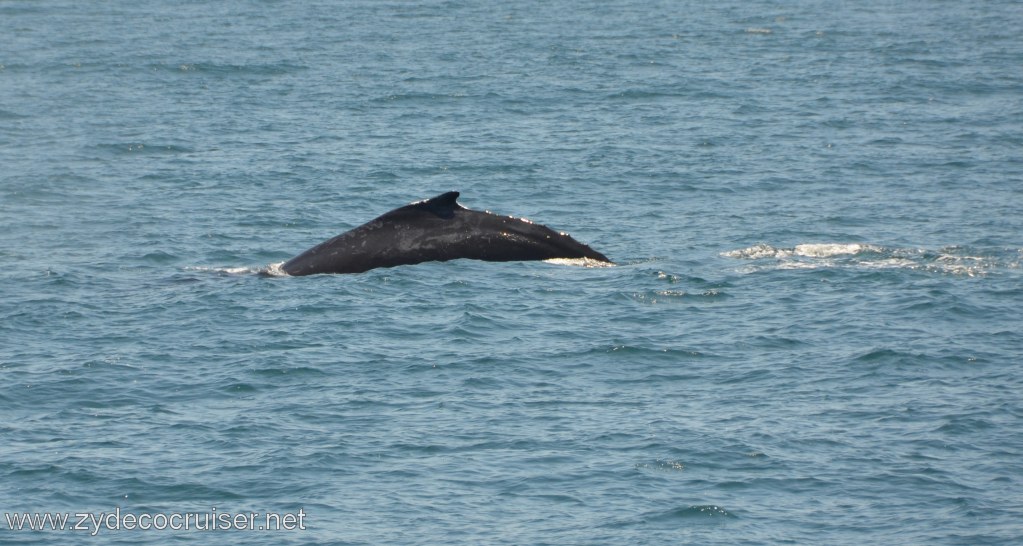 146: Island Packers, Ventura, CA, Whale Watching, Humpback whale