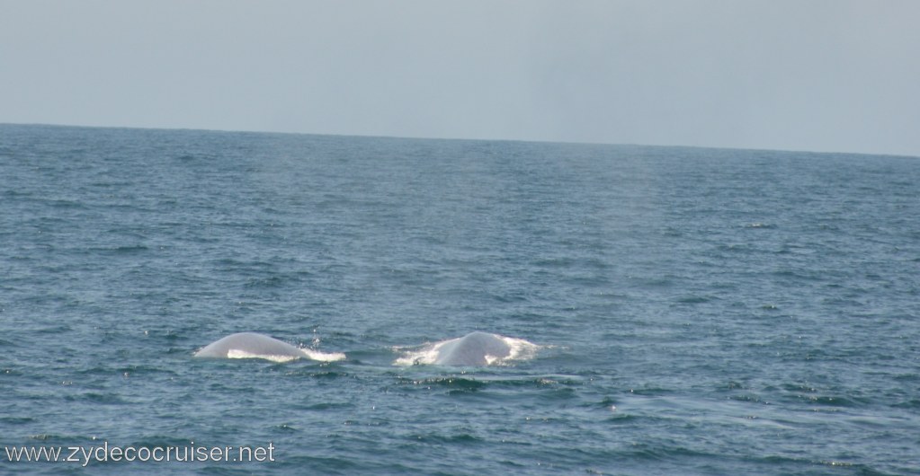 157: Island Packers, Ventura, CA, Whale Watching, Blue Whales