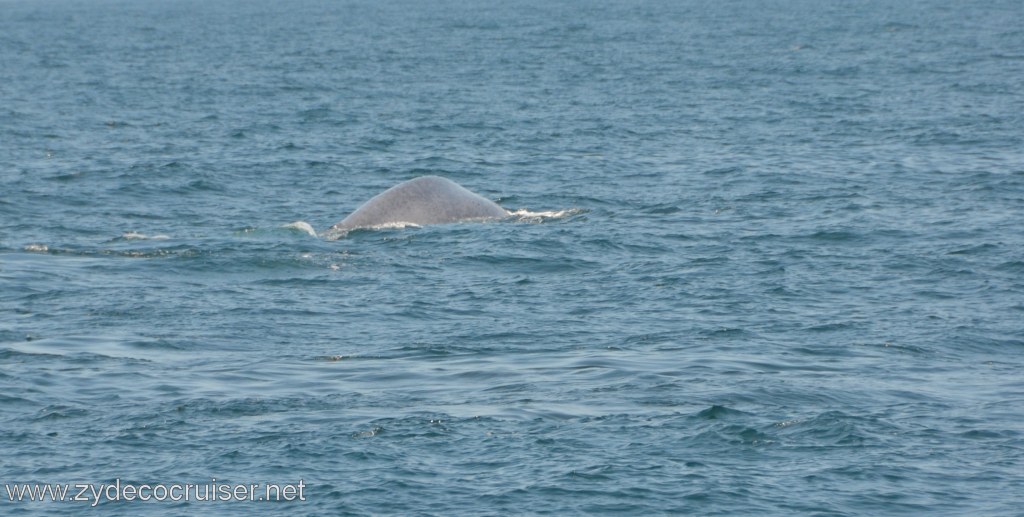 162: Island Packers, Ventura, CA, Whale Watching, Blue Whale