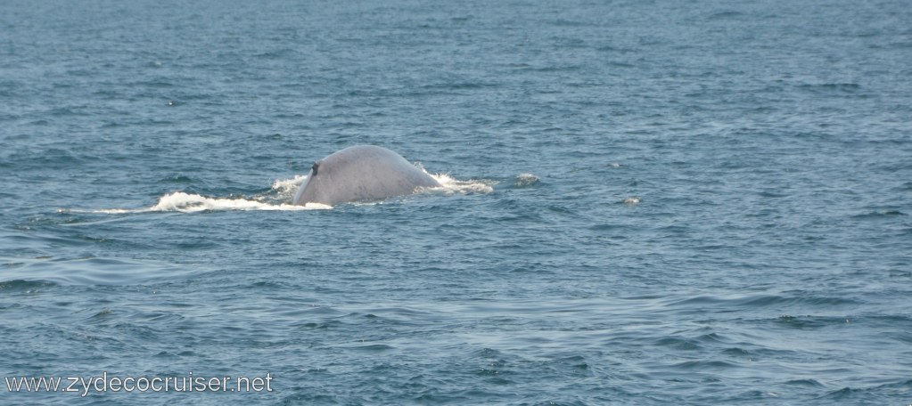 165: Island Packers, Ventura, CA, Whale Watching, Blue Whale