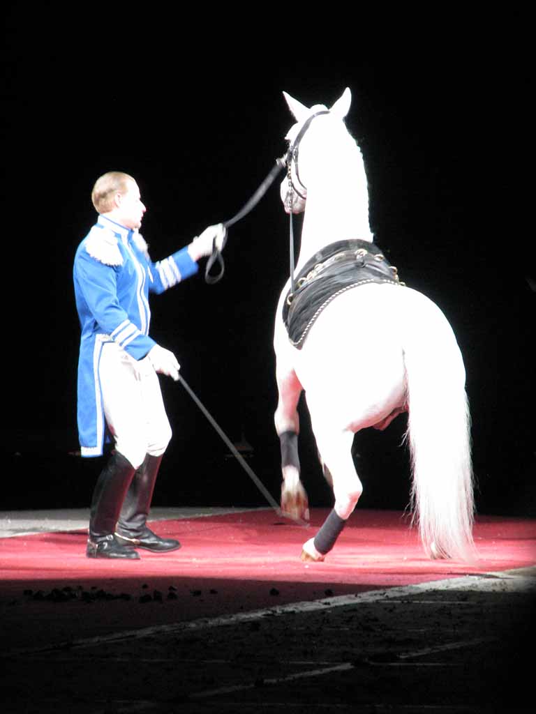 042: Lipizzaner Stallions, Mar 15, 2009