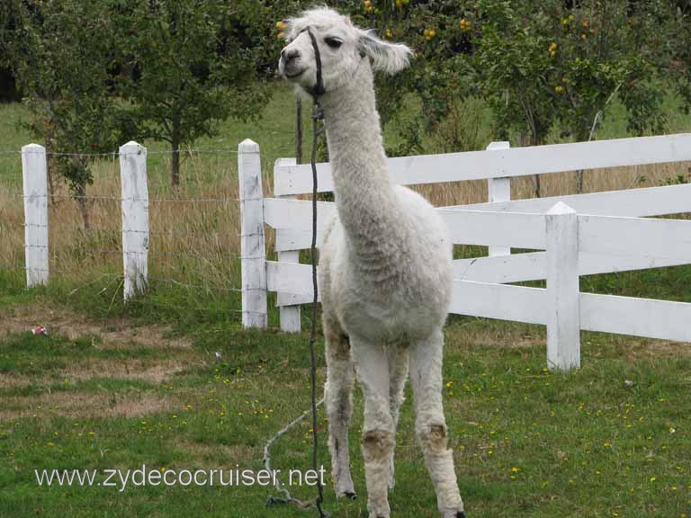 189: Carnival Splendor South America Cruise, Puerto Montt, Fruitillar, Lago Esmeralda, Osorno, 