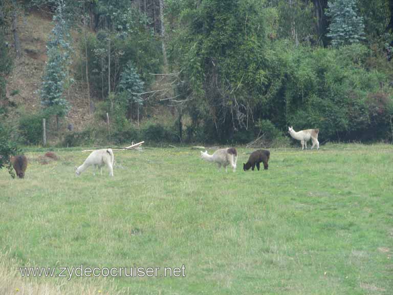 214: Carnival Splendor South America Cruise, Puerto Montt, Fruitillar, Lago Esmeralda, Osorno, 