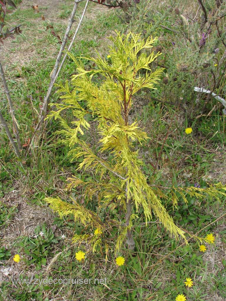 237: Carnival Splendor South America Cruise, Puerto Montt, Fruitillar, Lago Esmeralda, Osorno, 