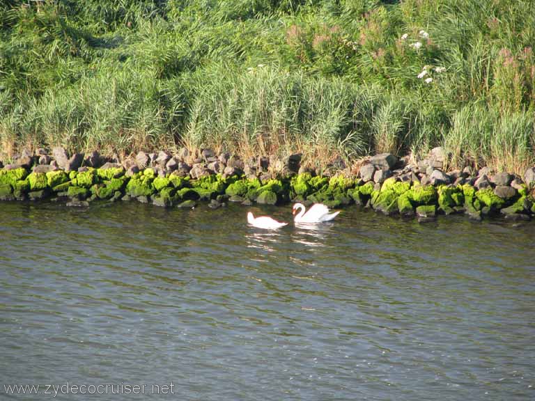 018: Carnival Splendor, Amsterdam, Swans
