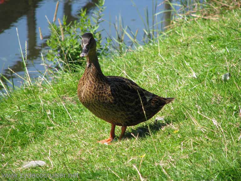 176: Carnival Splendor, Amsterdam, Marken and Voledam Excursion